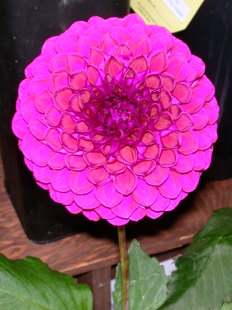 Dahlia Photo