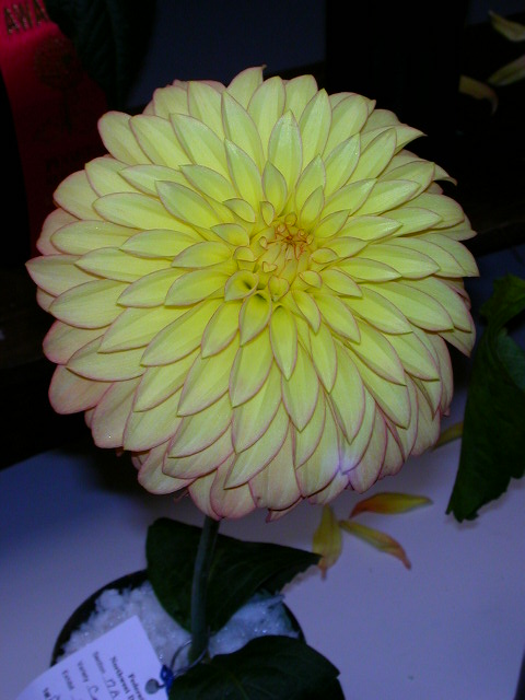 Dahlia Photo