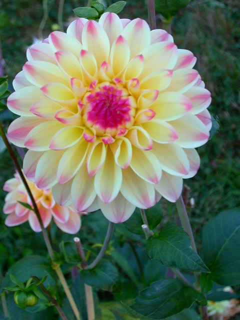 Dahlia Photo