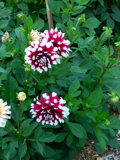 Dahlia Photo
