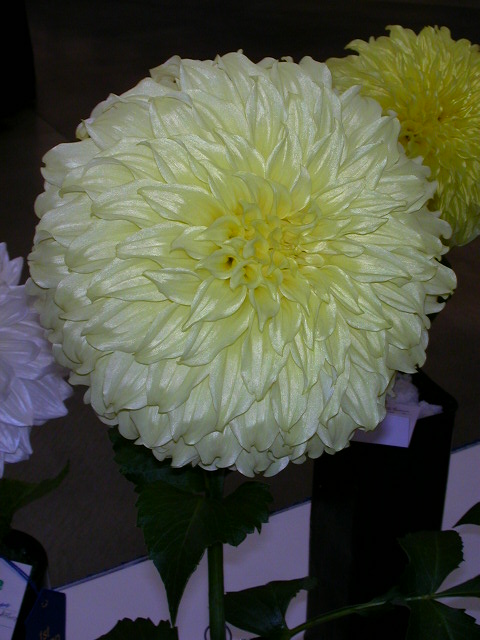 Dahlia Photo