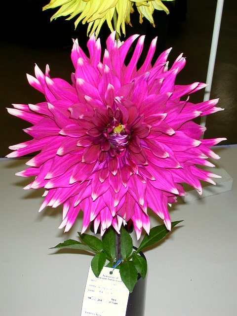 Dahlia Photo