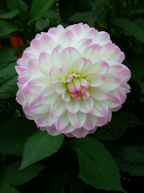 Dahlia Photo