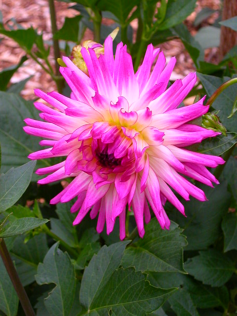Dahlia Photo