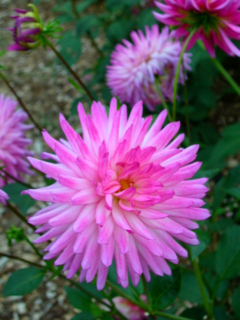 Dahlia Photo
