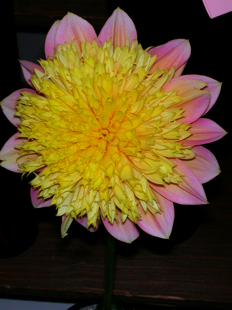 Dahlia Photo