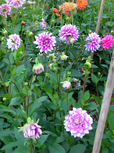 Dahlia Photo