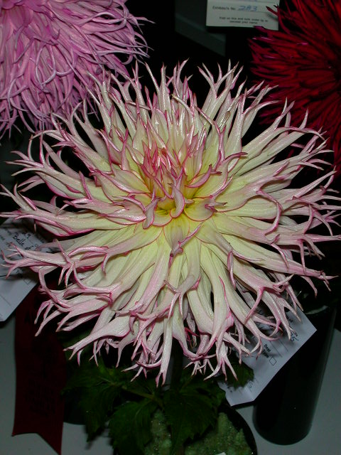 Dahlia Photo
