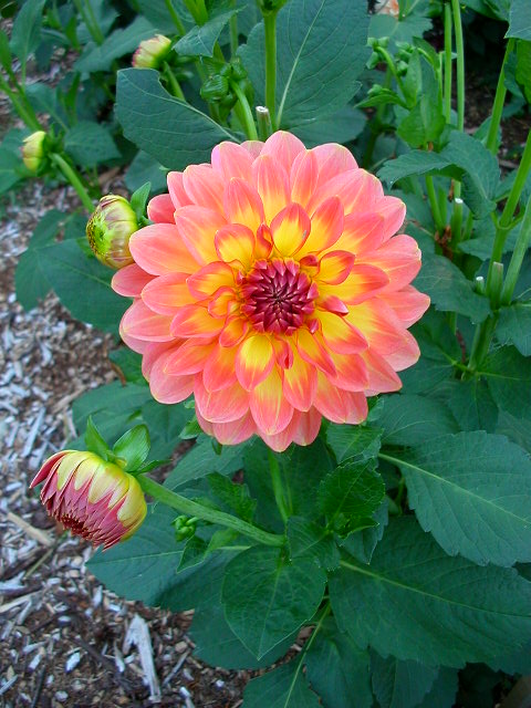 Dahlia Photo