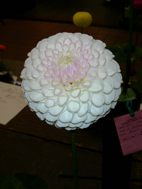 Dahlia Photo