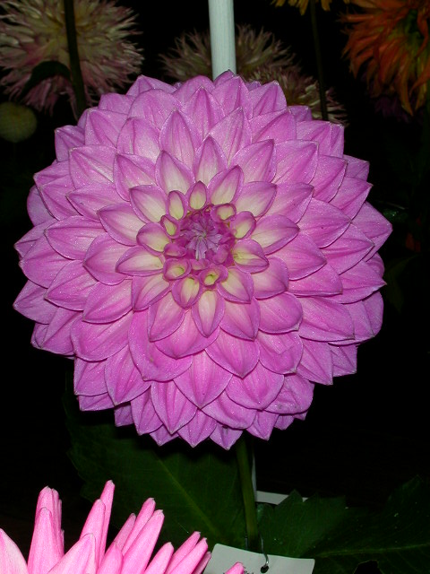 Dahlia Photo