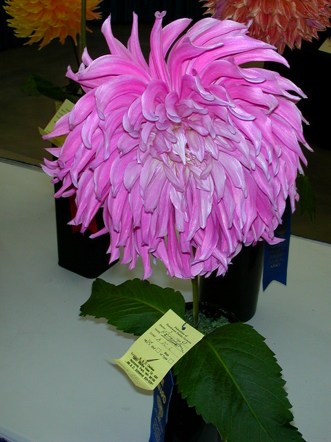 Dahlia Photo