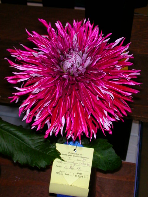 Dahlia Photo