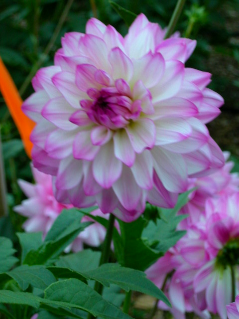 Dahlia Photo