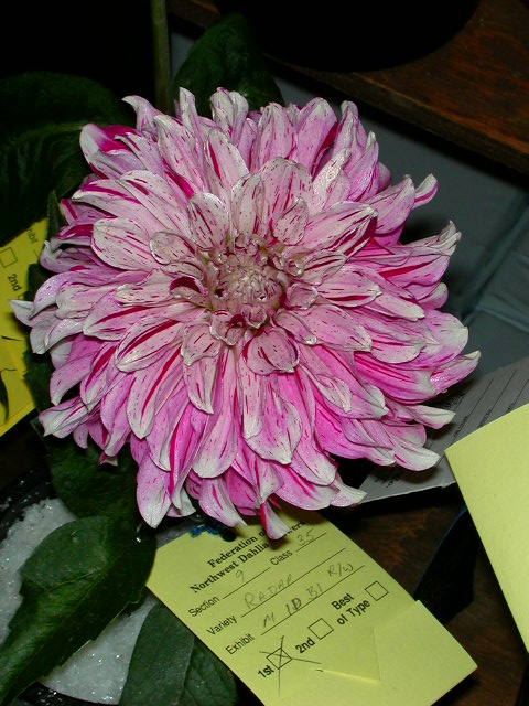 Dahlia Photo