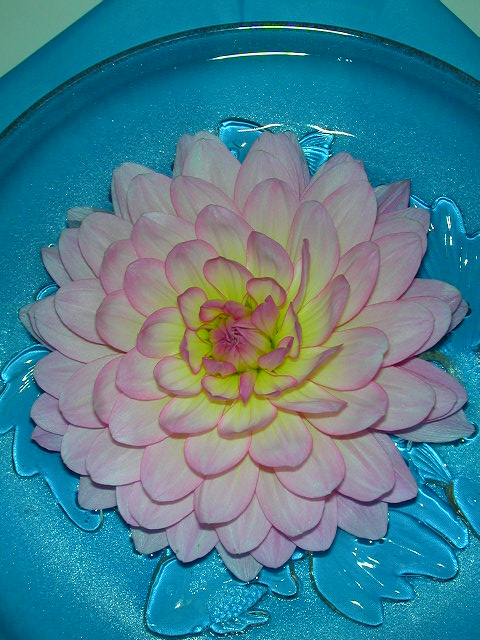 Dahlia Photo