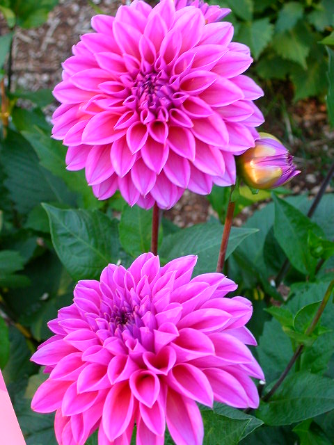 Dahlia Photo