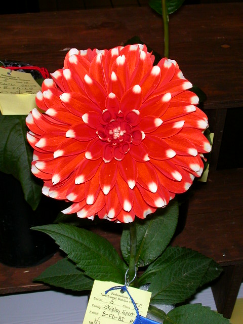 Dahlia Photo