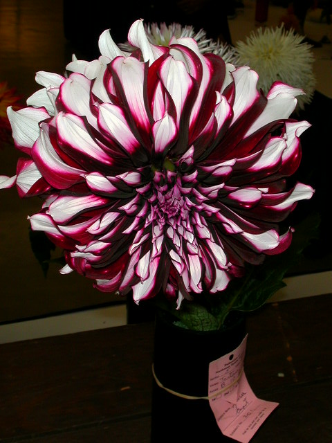 Dahlia Photo