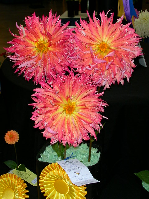 Dahlia Photo