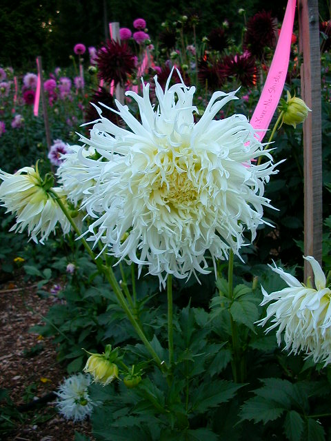 Dahlia Photo