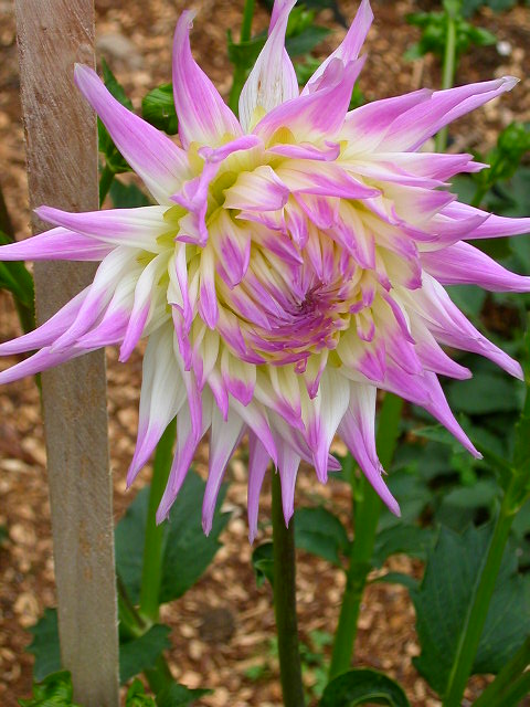 Dahlia Photo