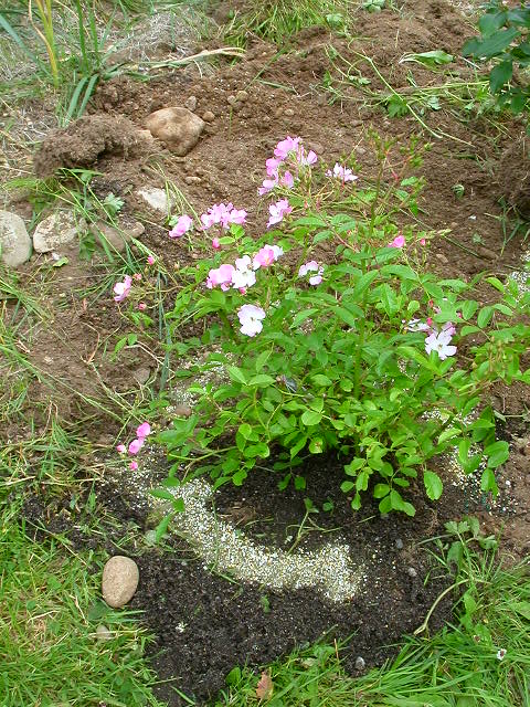 Rose Photo