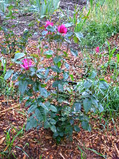 Rose Photo