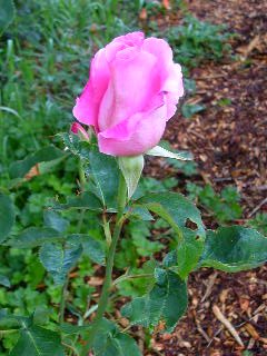 Rose Photo