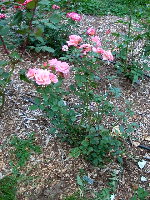 Rose Photo