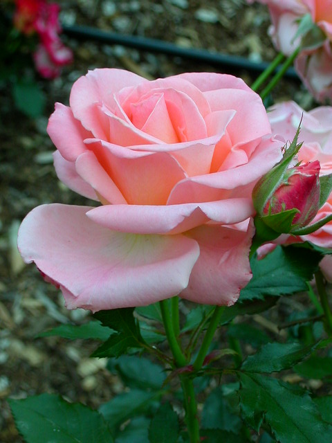 Rose Photo