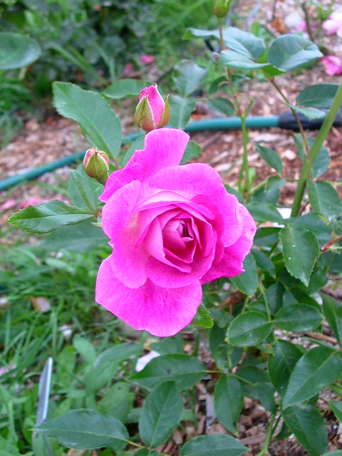 Rose Photo