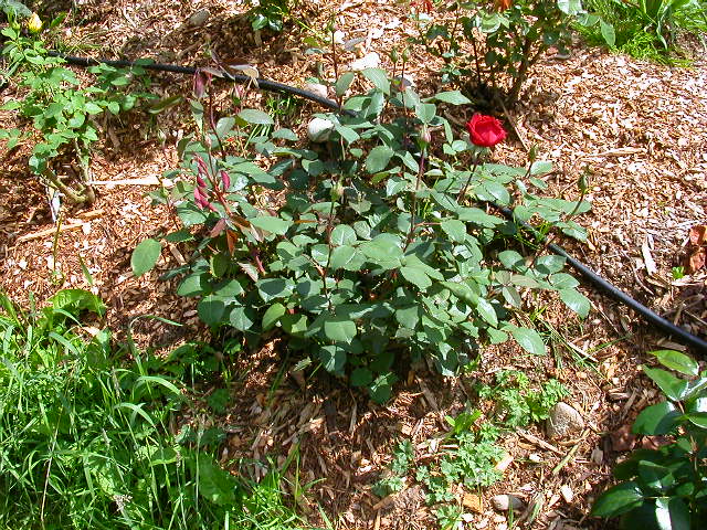 Rose Photo