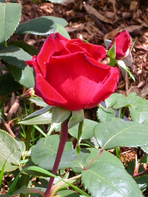 Rose Photo