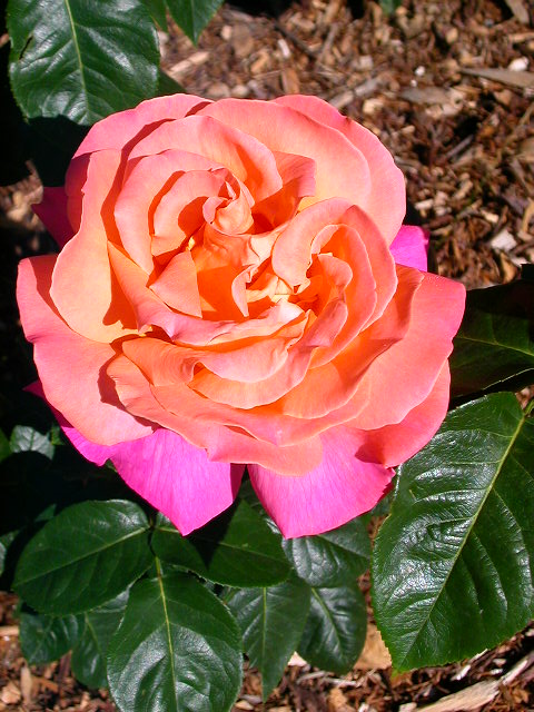 Rose Photo