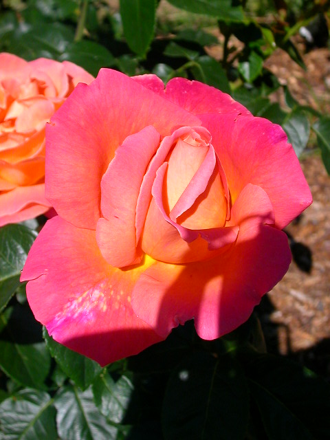 Rose Photo