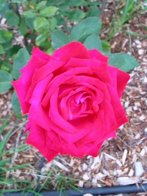 Rose Photo