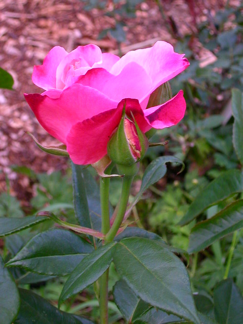 Rose Photo