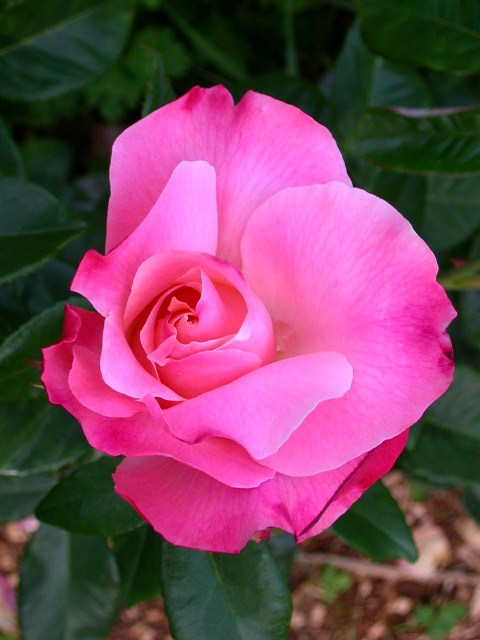 Rose Photo