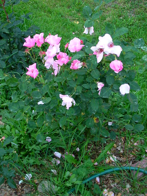 Rose Photo