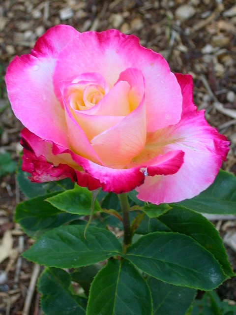 Rose Photo