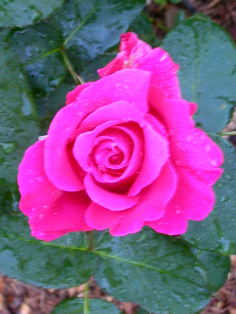 Rose Photo