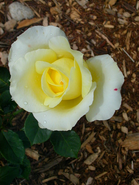 Rose Photo