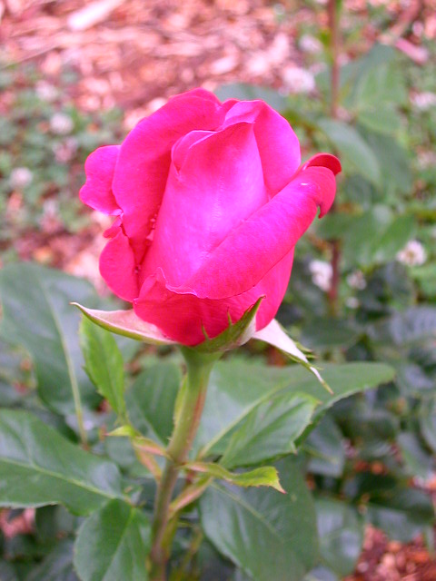Rose Photo
