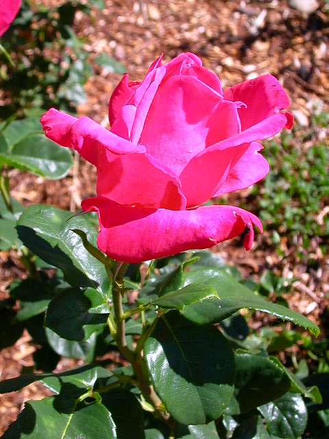 Rose Photo