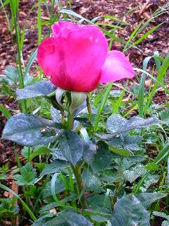 Rose Photo