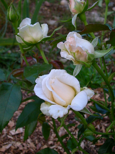 Rose Photo