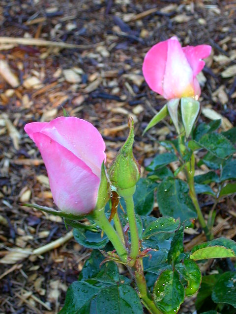 Rose Photo