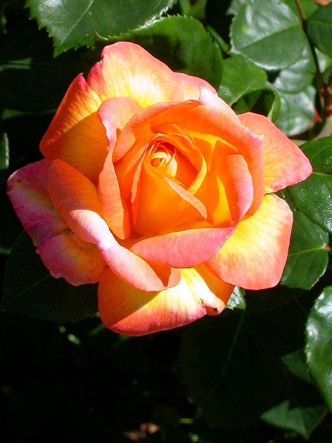 Rose Photo