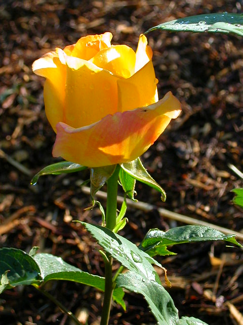 Rose Photo
